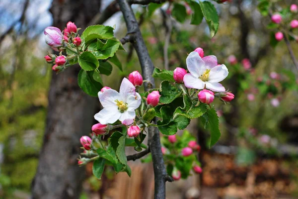 ホワイトアップルの花 美しい開花リンゴの木 春の日に咲く花の背景 リンゴの木 マルス ドメスティカ のクローズアップを咲かせます アップル ブルーム — ストック写真