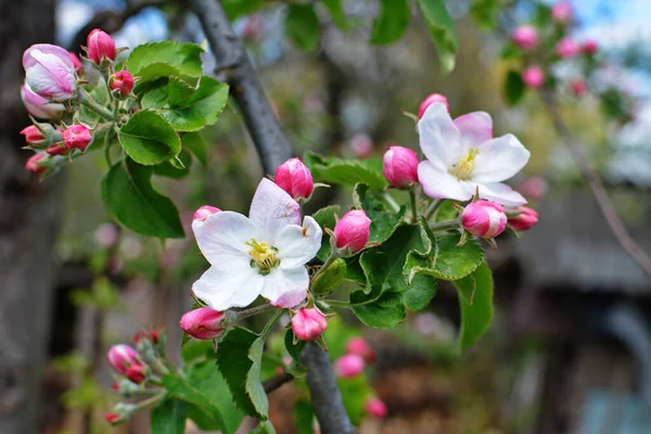 Flores Blancas Manzana Hermosos Manzanos Florecientes Fondo Con Flores Flor —  Fotos de Stock