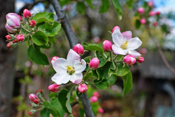 White Apple Flowers. Beautiful flowering apple trees. Background with blooming flowers in spring day. Blooming apple tree (Malus domestica) close-up. Apple Blossom. The springtime.
