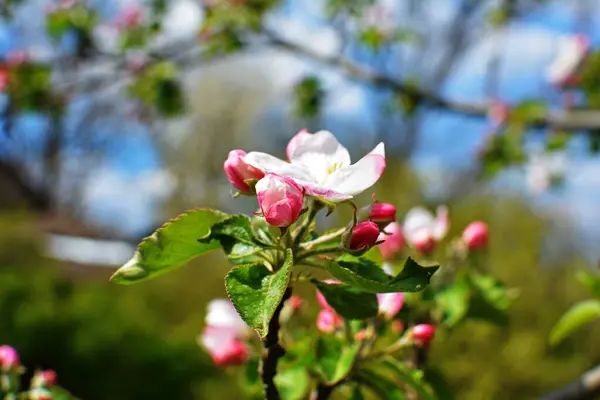 Белые Яблочные Цветы Красивые Цветущие Яблони Фон Цветущими Цветами Весенний — стоковое фото