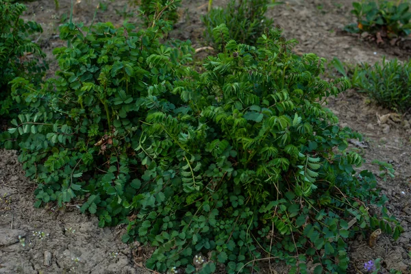 Čerstvé Listy Květy Drobné Rostliny Sanguisorba Salátový Burnet Sanguisorba Minor — Stock fotografie