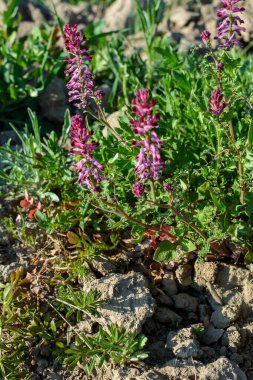 Fumaria officinalis, yaygın olarak kullanılan tütsüleme, ilaçlama veya toprak dumanı, yıllık bitkisel çiçeklenme bitkisidir..