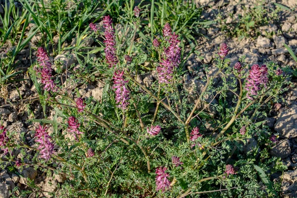 Fumaria Officinalis Běžná Fumitory Drogy Fumitory Nebo Zeminy Kouř Bylinné — Stock fotografie