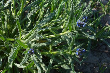 Anchusa, Lycopsis arvensis. Böcek ilacı, Dil öküzü çiçek açtı. Yabani bitkinin mavi çiçeği küçük böcek parlatıcısı.
