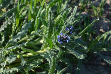 Anchusa, Lycopsis arvensis. Böcek ilacı, Dil öküzü çiçek açtı. Yabani bitkinin mavi çiçeği küçük böcek parlatıcısı.