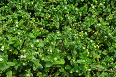 Chickweed, Stellaria medyası. Gençlerin fındık tadı çok hafiftir. Taze sebze salatalarında kullanabilirsin. Chickweed 'in avantajı bütün yıl taze olması..
