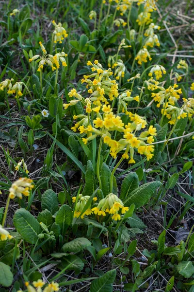 Våren Vilda Blommor Primula Veris Cowslip Vanlig Cowslip Cowslip Primula — Stockfoto