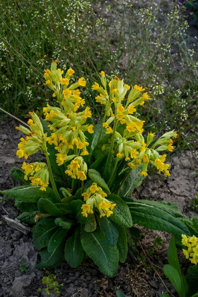 Fleurs Sauvages Printanières Primula Veris Vachette Vachette Commune Onagre — Photo