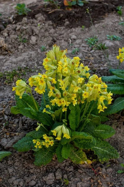 Jarní Divoké Květiny Primula Veris Skluzavka Skluzavka Obecná Skluzavka Prvorostlá — Stock fotografie