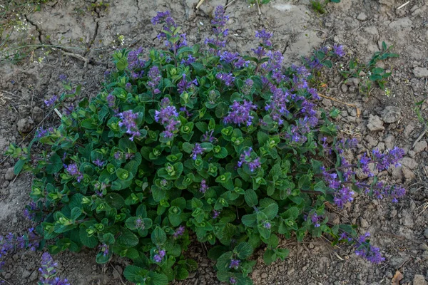 ネータ ラセモサ 人種差異 Mussiniiはラミアス科の開花植物の一種です ネータ Transucasica — ストック写真
