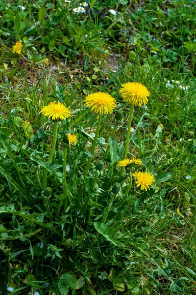Paardebloem Plant Met Een Pluizige Gele Knop Gele Paardebloem Groeit — Stockfoto