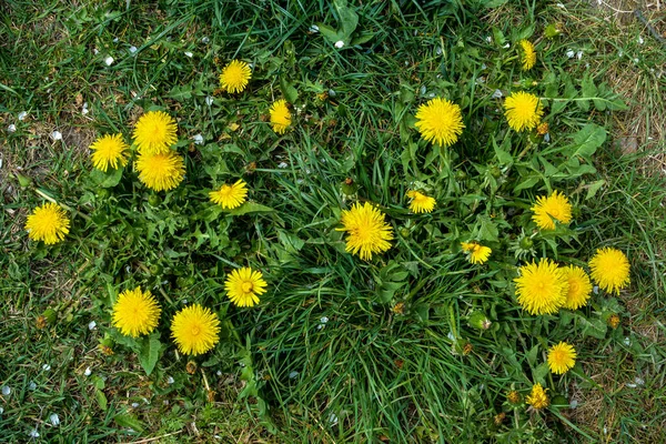 蒲公英植物 黄芽蓬松 地上长着黄色的蒲公英 Taraxacum Officinale — 图库照片