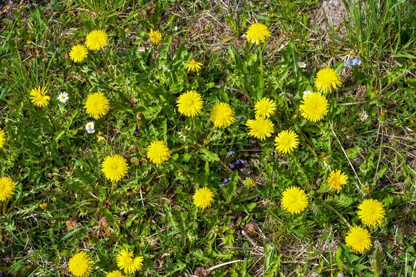 ふわふわの黄色の芽を持つタンポポの植物 地面に黄色いタンポポの花を咲かせます Taraxacum Officinale — ストック写真