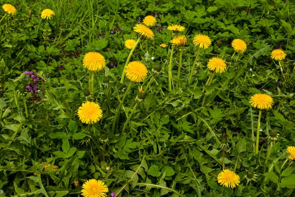 Dandelion plant with a fluffy yellow bud. Yellow dandelion flower growing in the ground. Taraxacum officinale.