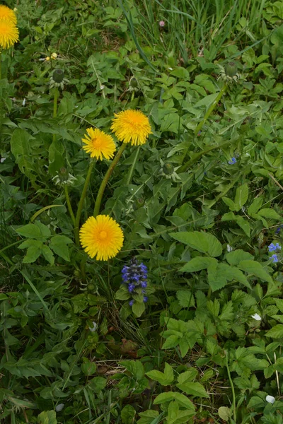 Dandelion plant with a fluffy yellow bud. Yellow dandelion flower growing in the ground. Taraxacum officinale.