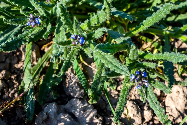 Anchusa Lycopsis Arvensis Bugloss Rozkvetlý Jazyk Modrý Květ Divoké Rostliny — Stock fotografie