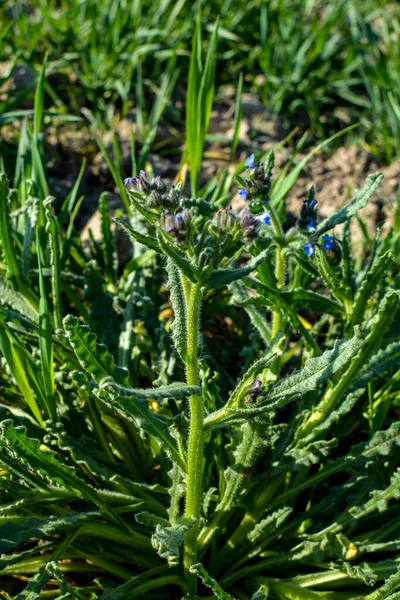 Anchusa Lycopsis Arvensis 花には虫除け 舌オックスがあります 野生植物の青い花小さな虫の損失 — ストック写真