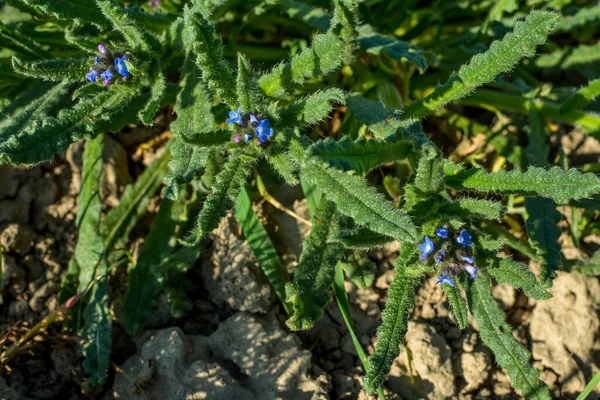 Anchusa Lycopsis Arvensis Bugloss Tongue Bloom Blue Flower Wild Plant — Stock Photo, Image