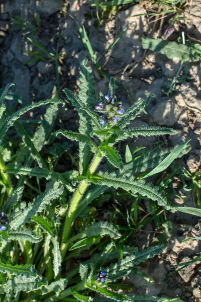 Anchusa Lycopsis Arvensis Bugloss Rozkvetlý Jazyk Modrý Květ Divoké Rostliny — Stock fotografie