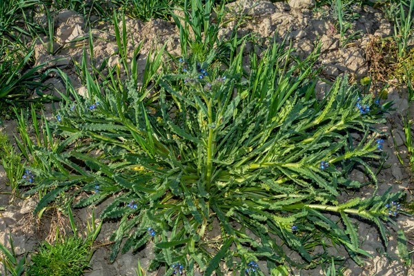 Anchusa Lycopsis Arvensis Bugloss Tungoxe Blom Blå Blomma Vild Växt — Stockfoto