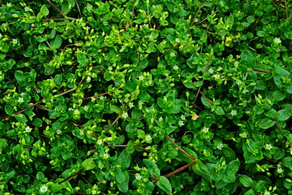 Chickweed Stellaria Media Goût Jeune Très Doucement Avec Saveur Noix — Photo