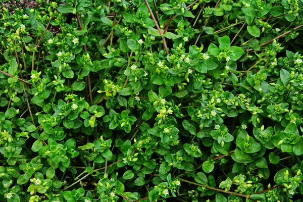 Csirkefű Stellaria Média Fiatal Íze Nagyon Gyengéd Ízű Dió Használhatod — Stock Fotó