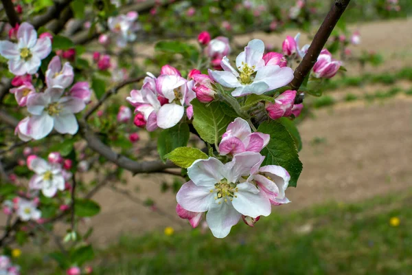 Белые Яблочные Цветы Красивые Цветущие Яблони Фон Цветущими Цветами Весенний — стоковое фото