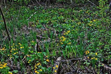 Güzel bahar çiçeği Caltha palustris Kingcup veya Marigold. 