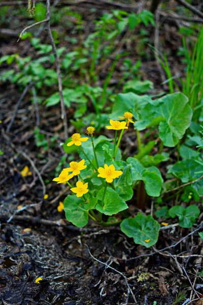 Belle Fleur Printemps Caltha Palustris Kingcup Marais Marigold — Photo