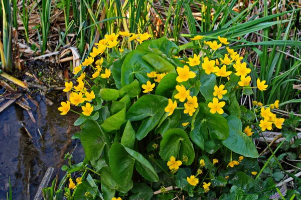 Güzel Bahar Çiçeği Caltha Palustris Kingcup Veya Marigold — Stok fotoğraf