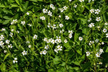 Bahar çiçekleri Stellaria holostea beyaz yakın plan. Stellaria holostea, Caryophyllaceae familyasından uzun ömürlü bir bitki türü..