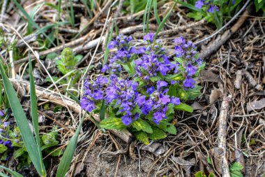 Mavi çiçekler yeşil arka planda Ajuga genevensis. Ajuga genevensis (ayrıca Dik Boru, Mavi Boru, Mavi Bugleweed, Mavi Bugleweed olarak da bilinir), Avrupa 'da yetişen bir bitki türü..