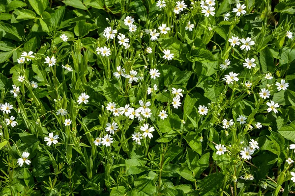 Flores Primavera Stellaria Holostea Closeup Branco Stellaria Holostea Uma Planta — Fotografia de Stock