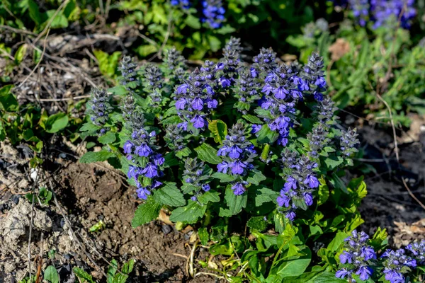 Flores Azules Ajuga Genevensis Sobre Fondo Verde Ajuga Genevensis También — Foto de Stock