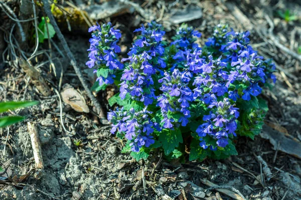 青花緑色の背景にアジュガ属の花を咲かせます アジュガ属 Ajuga Genevensis ヨーロッパに自生する花の植物で 直立した雄牛 青い雄牛 ジュネーブ ブグルウィード 青い雌牛などとも呼ばれます — ストック写真