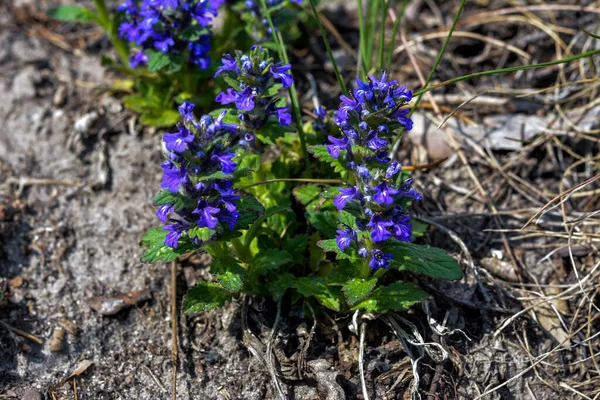 Mavi Çiçekler Yeşil Arka Planda Ajuga Genevensis Ajuga Genevensis Ayrıca — Stok fotoğraf