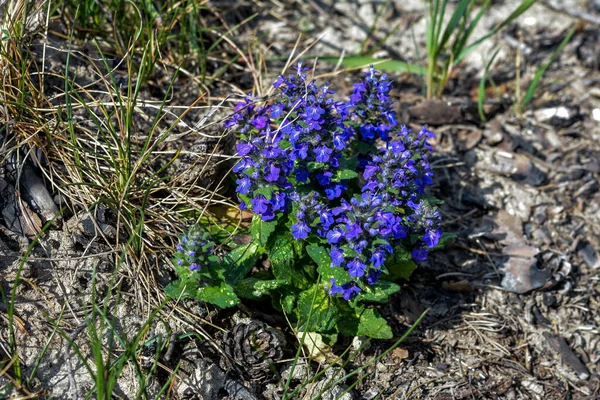 Mavi Çiçekler Yeşil Arka Planda Ajuga Genevensis Ajuga Genevensis Ayrıca — Stok fotoğraf