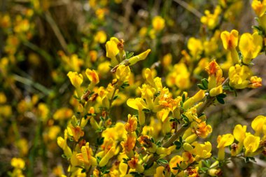 Doğal arka planda çiçekli dal (Chamaecytisus ruthenicus). Rus Süpürgesi (Chamaecytisus ruthenicus) bahçede. Çiçek açan bitki resminin seçici odağı.