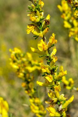 Doğal arka planda çiçekli dal (Chamaecytisus ruthenicus). Rus Süpürgesi (Chamaecytisus ruthenicus) bahçede. Çiçek açan bitki resminin seçici odağı.