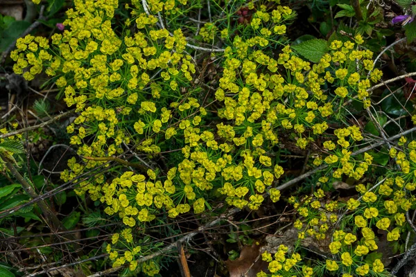 草甸上的花柏树 Euphorbia Cyparissias 菊科菊科菊科菊科菊科菊科菊科菊科菊科菊科菊科菊科菊科菊科菊科菊科菊科菊科菊科菊科菊属菊科菊科菊科菊科菊科菊科菊科菊科菊科菊科菊科菊科菊科菊科菊科菊科菊科菊科菊科菊科菊科菊科菊科菊科菊科菊科菊科菊科菊科菊科菊科菊科菊科菊科菊科菊科菊科菊科菊科菊科菊科菊科菊科菊科菊科菊科菊科菊科菊科菊科菊科菊科菊科菊科菊科菊科菊科菊科菊科菊科菊科菊科菊科菊科菊科菊科菊科菊科菊科菊科菊科菊科菊科菊科菊科菊科菊科菊科菊科 — 图库照片