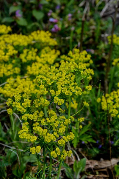 Цветочный Кипарис Euphorbia Cyparissias Лугу Euphorbia Cyparissias Кипарис Spurge Вид — стоковое фото