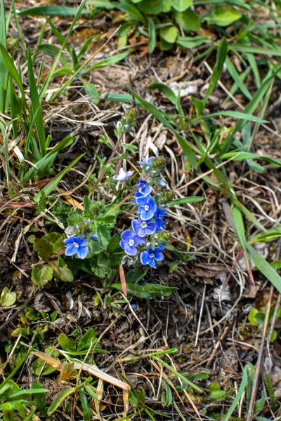 美しいヴェロニカ シャマドリス 春に青い花 春には 野生でヴェロニカ キャメリーズが咲きます — ストック写真
