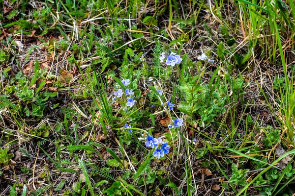 Piękne Veronica Chamadris Niebieskie Kwiaty Wiosną Wiosną Veronica Chamaedrys Kwitnie — Zdjęcie stockowe