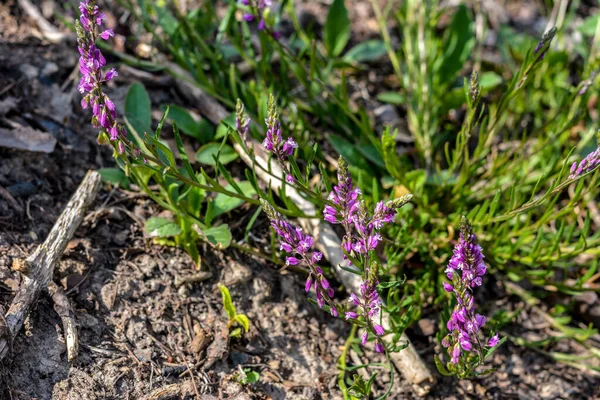 Violette Fleur Sauvage Champ Cloche Fleur Sur Fond Herbe Verte — Photo