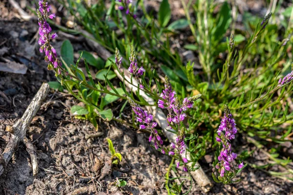 Púrpura Flor Silvestre Campo Campana Flor Sobre Fondo Hierba Verde — Foto de Stock