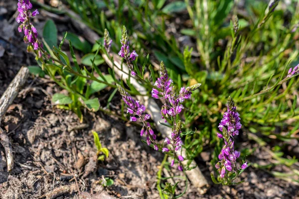 Púrpura Flor Silvestre Campo Campana Flor Sobre Fondo Hierba Verde — Foto de Stock