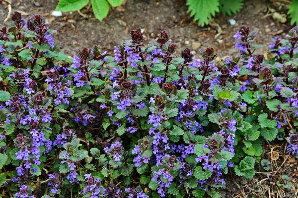紫の野花はキャッツフットアップとして知られています 植物画 純粋な花と緑の葉 グレコマヘデラセアや地上ツタ 忍び寄るチャーリーやフィールドバーム 草原の小さな花 野生のハーブ — ストック写真