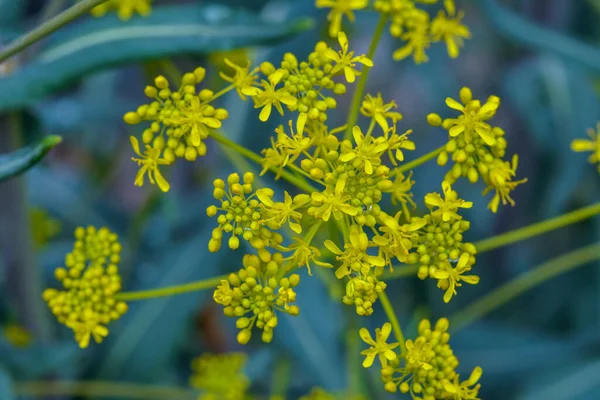 Mavi arka planda Woad çiçeği