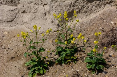 Charlock veya yabani hardal, Sinapis arvensis, kumlu topraklarda bir bitki.