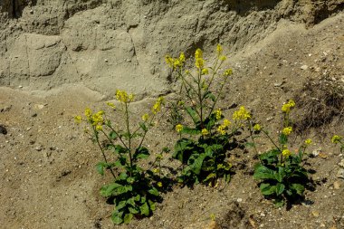 Charlock veya yabani hardal, Sinapis arvensis, kumlu topraklarda bir bitki.